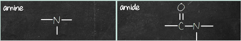 amine amide difference